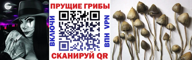 хочу наркоту  блэк спрут ссылка  Псилоцибиновые грибы MAGIC MUSHROOMS  Людиново 